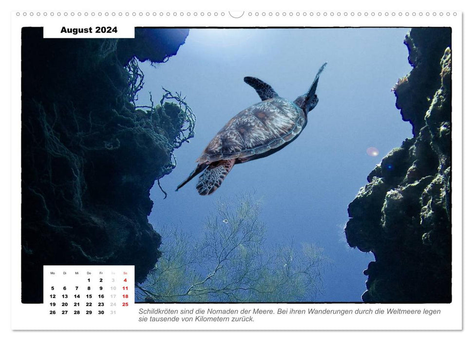 Sea turtles, the nomads of the seas (CALVENDO Premium Wall Calendar 2024) 