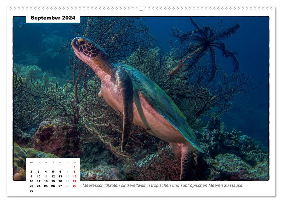 Sea turtles, the nomads of the seas (CALVENDO Premium Wall Calendar 2024) 