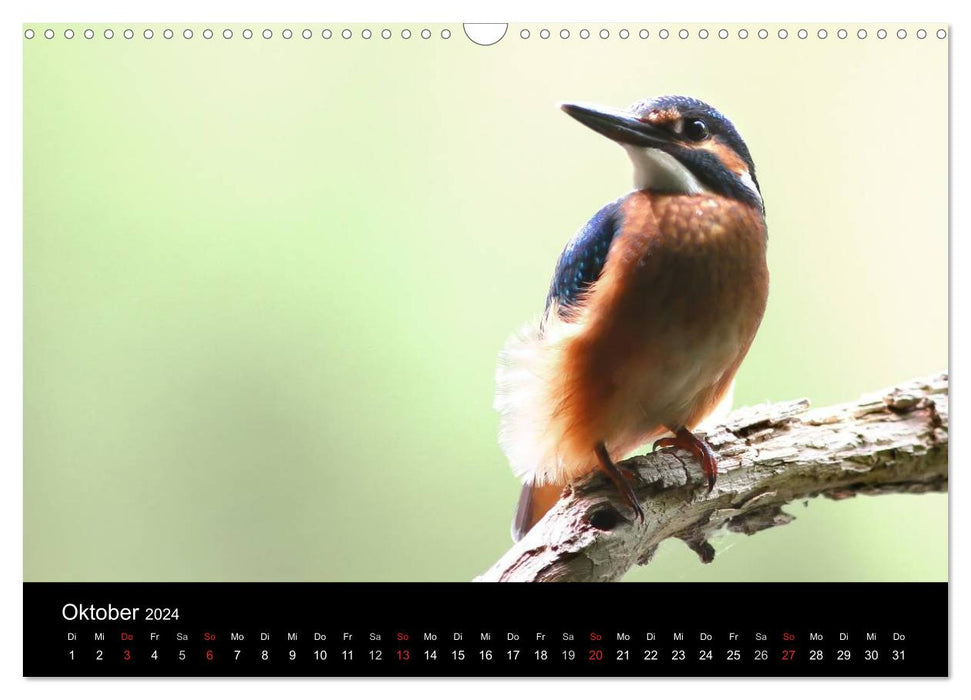 IN THE LAND OF KINGFISHERS (CALVENDO wall calendar 2024) 