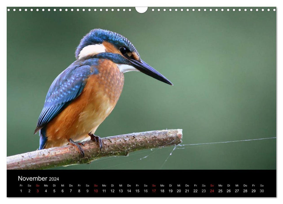 IN THE LAND OF KINGFISHERS (CALVENDO wall calendar 2024) 