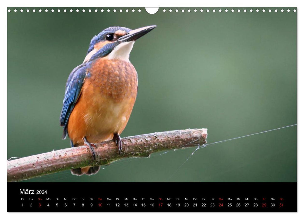 IN THE LAND OF KINGFISHERS (CALVENDO wall calendar 2024) 