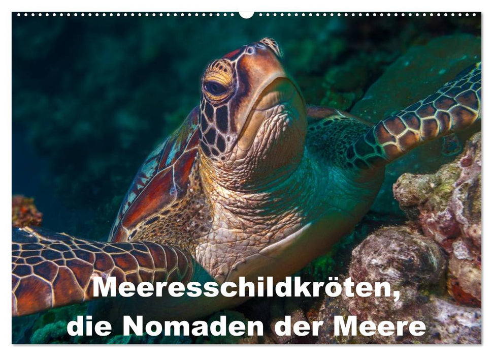 Meeresschildkröten, die Nomaden der Meere (CALVENDO Wandkalender 2024)