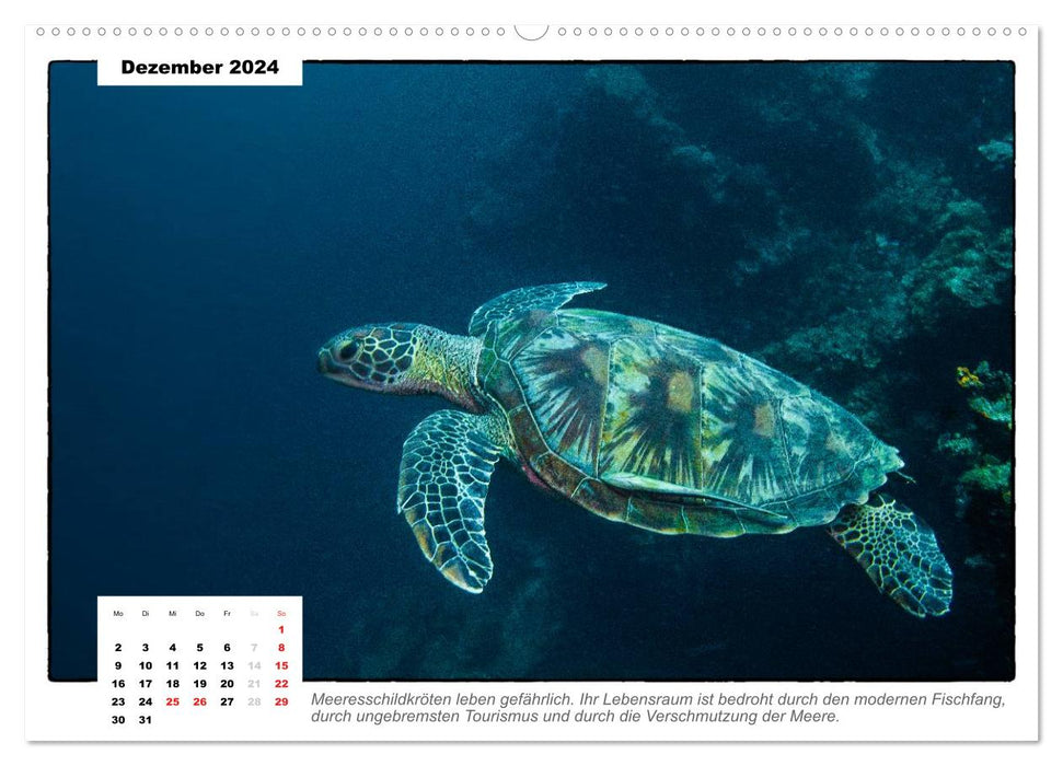 Meeresschildkröten, die Nomaden der Meere (CALVENDO Wandkalender 2024)