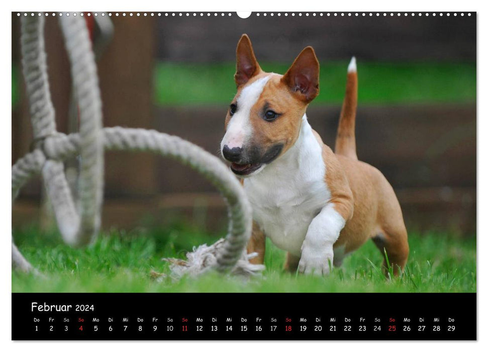 Bullterrier (CALVENDO Premium Wandkalender 2024)