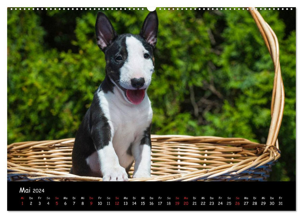 Bull Terrier (CALVENDO Premium Wall Calendar 2024) 