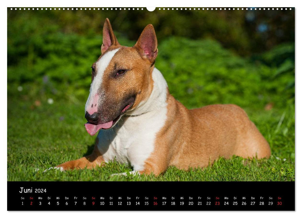 Bullterrier (CALVENDO Premium Wandkalender 2024)
