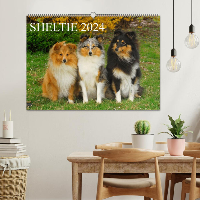 Sheltie 2024 (CALVENDO wall calendar 2024) 