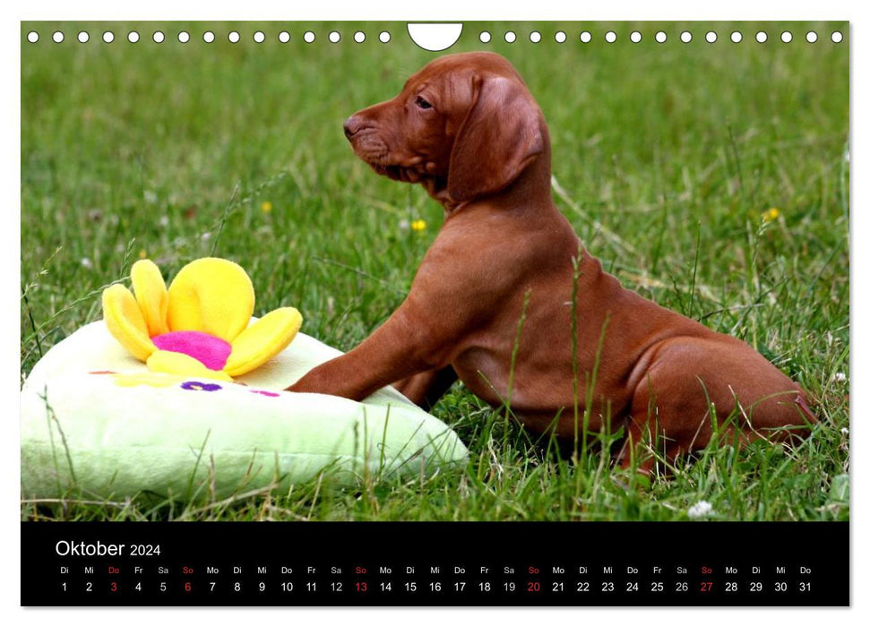 Magyar Vizsla puppies (CALVENDO wall calendar 2024) 
