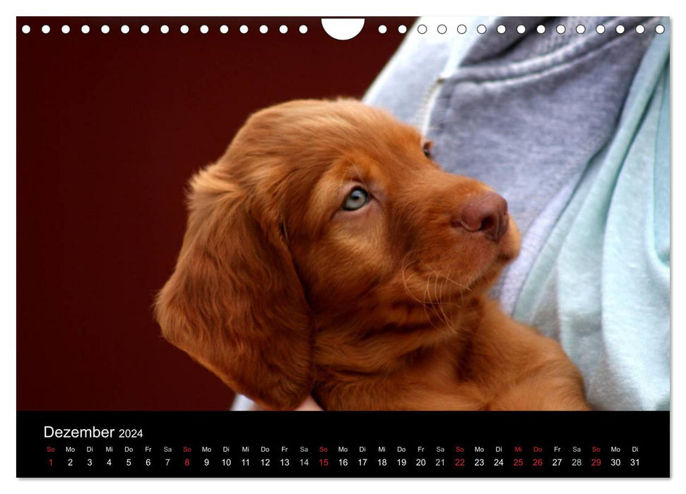 Magyar Vizsla puppies (CALVENDO wall calendar 2024) 