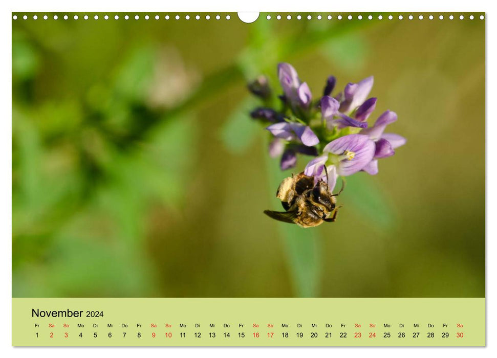 Bienen bei der Arbeit (CALVENDO Wandkalender 2024)