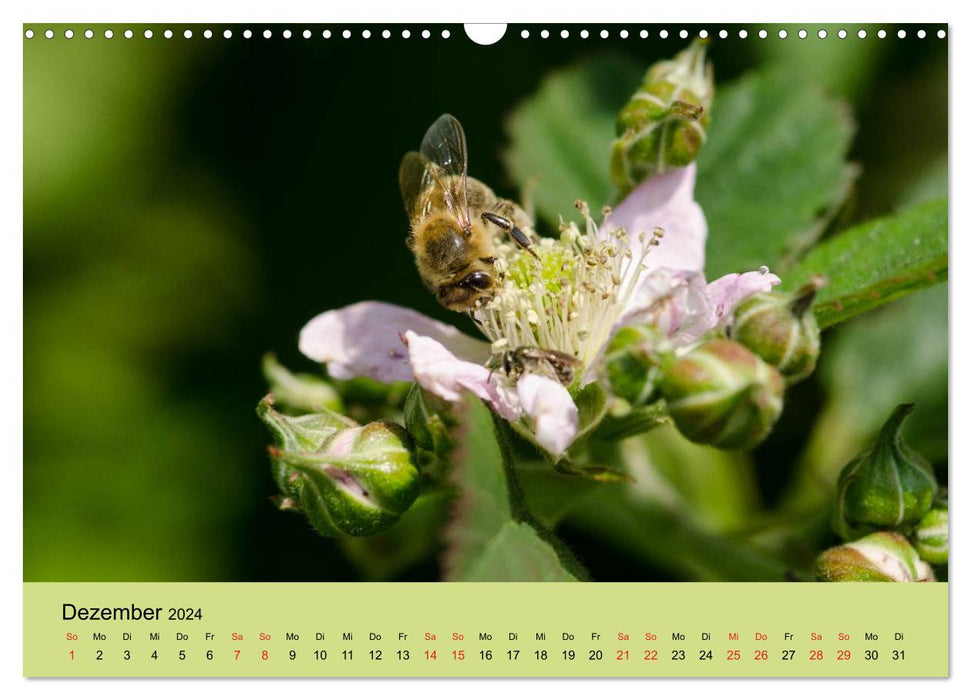 Bees at work (CALVENDO wall calendar 2024) 