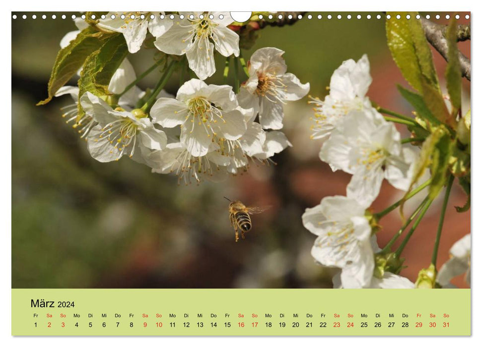 Bienen bei der Arbeit (CALVENDO Wandkalender 2024)
