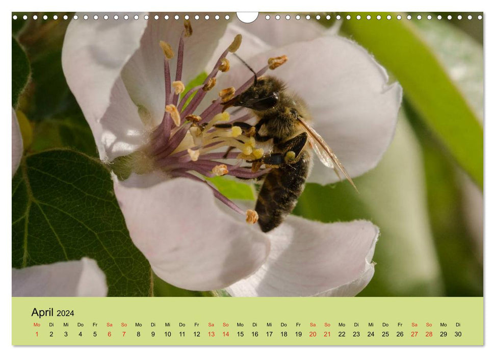 Bees at work (CALVENDO wall calendar 2024) 