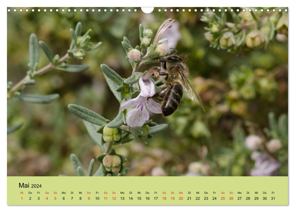 Bienen bei der Arbeit (CALVENDO Wandkalender 2024)