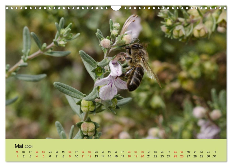 Bees at work (CALVENDO wall calendar 2024) 