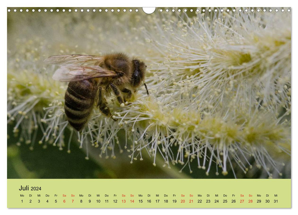 Bienen bei der Arbeit (CALVENDO Wandkalender 2024)