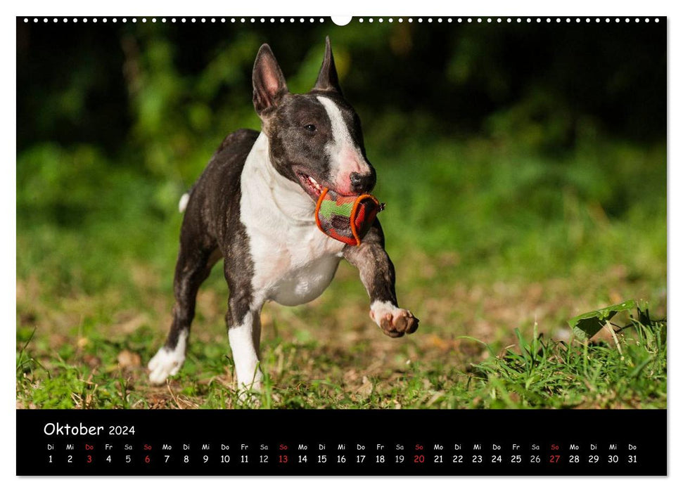 Bullterrier (CALVENDO Wandkalender 2024)