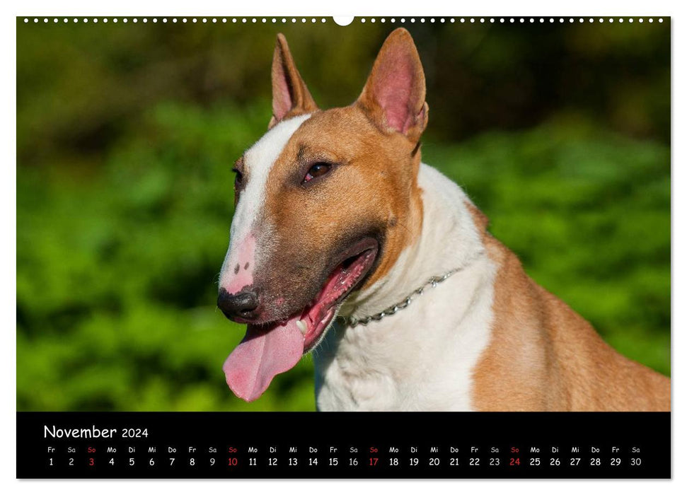 Bullterrier (CALVENDO Wandkalender 2024)