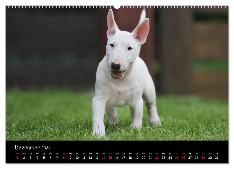 Bull Terrier (Calendrier mural CALVENDO 2024) 