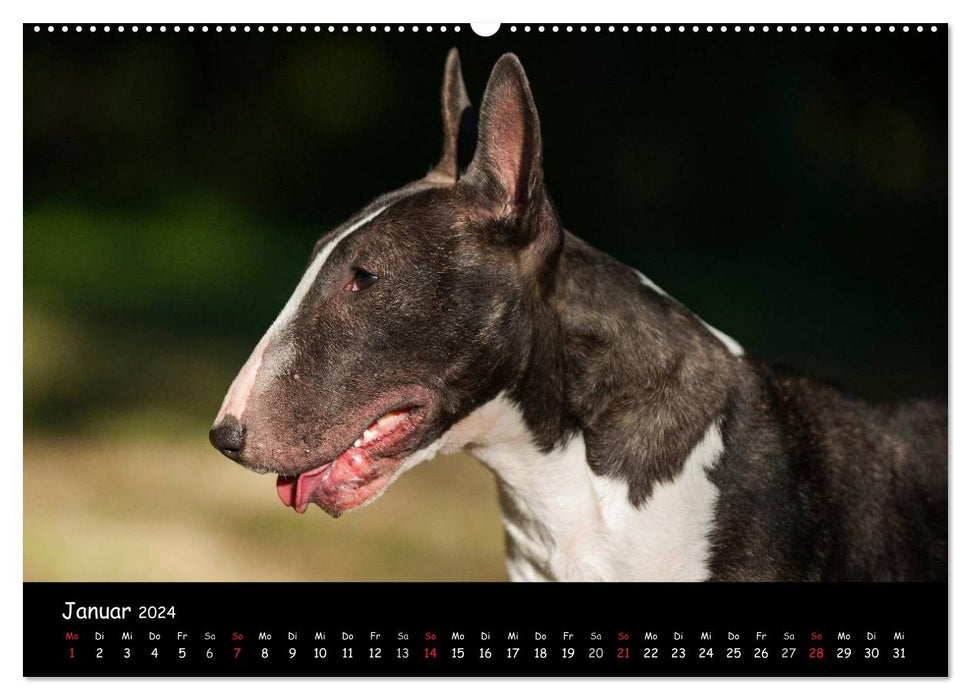 Bullterrier (CALVENDO Wandkalender 2024)