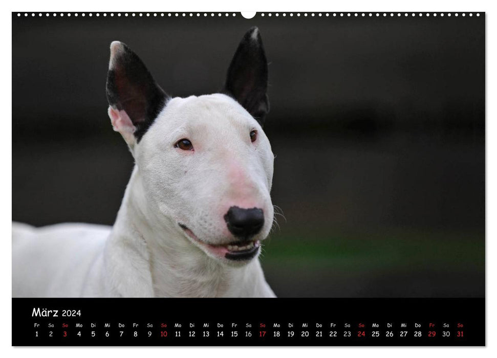 Bull Terrier (CALVENDO wall calendar 2024) 