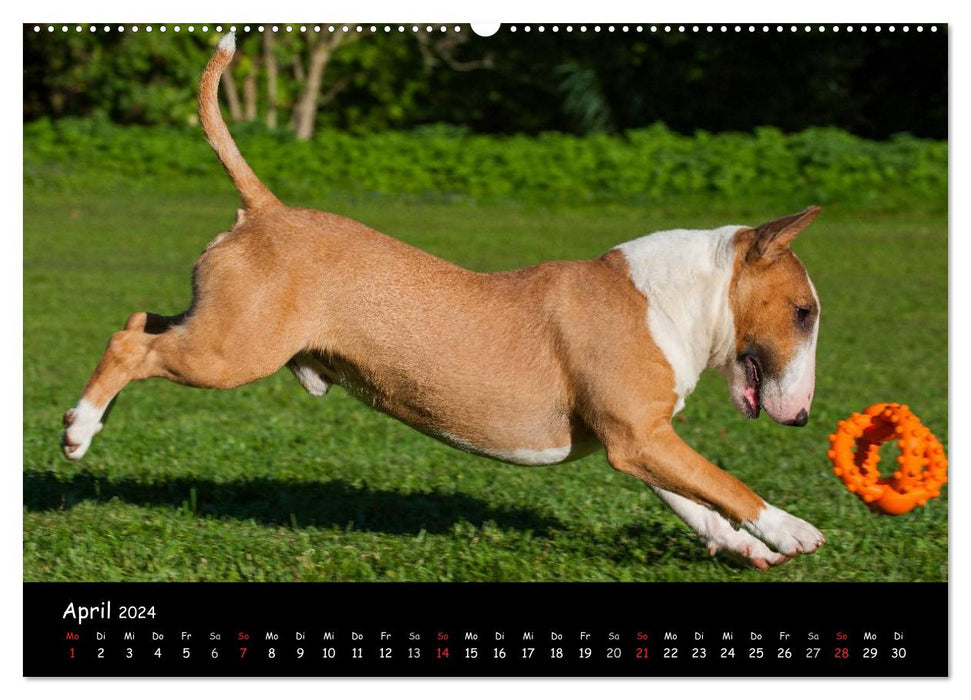Bull Terrier (Calendrier mural CALVENDO 2024) 