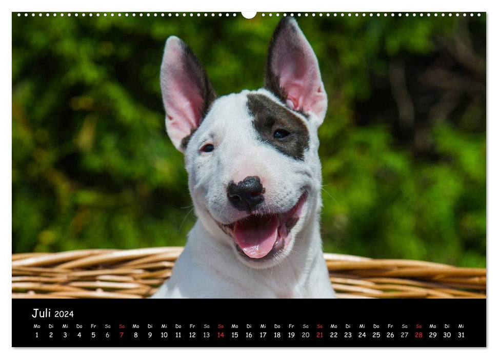 Bull Terrier (CALVENDO wall calendar 2024) 