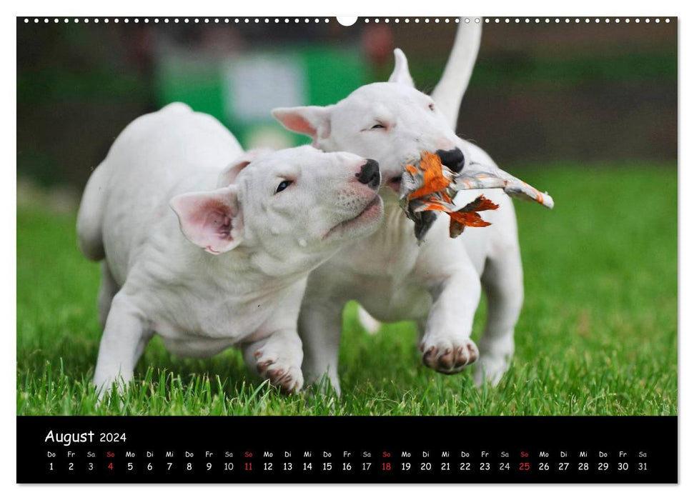 Bullterrier (CALVENDO Wandkalender 2024)