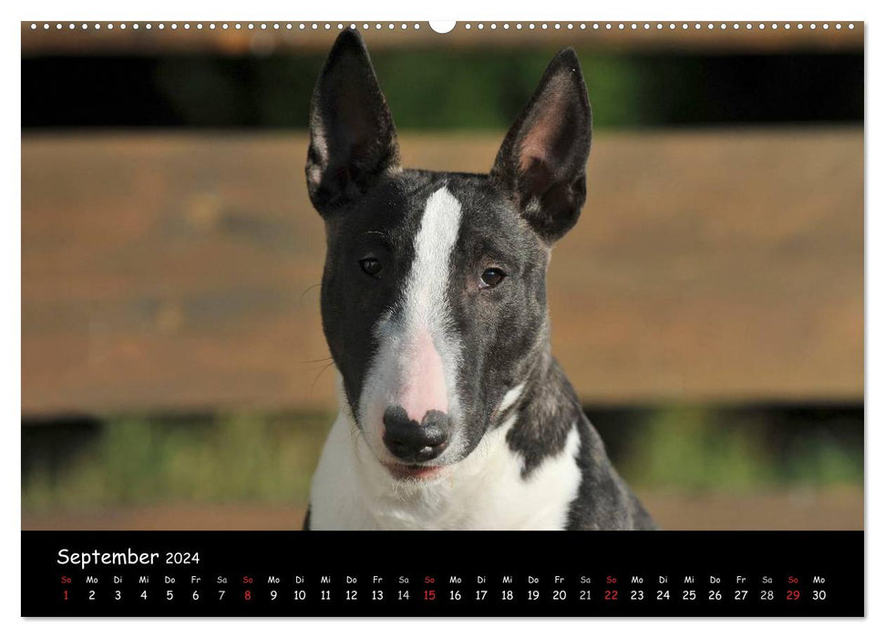 Bull Terrier (CALVENDO wall calendar 2024) 