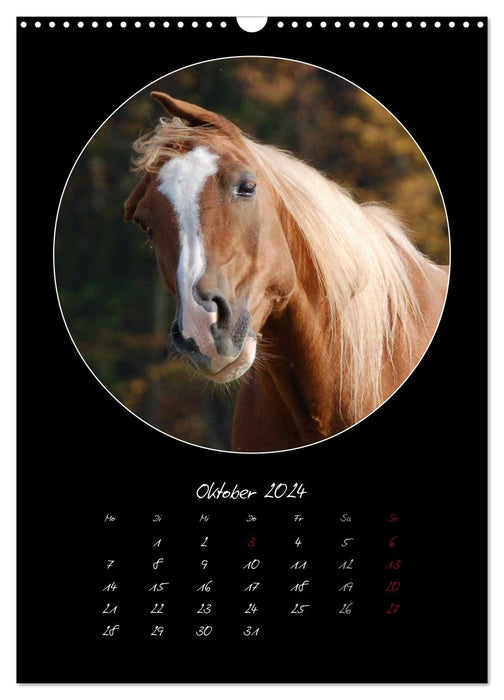 Crazy horses (CALVENDO Wandkalender 2024)