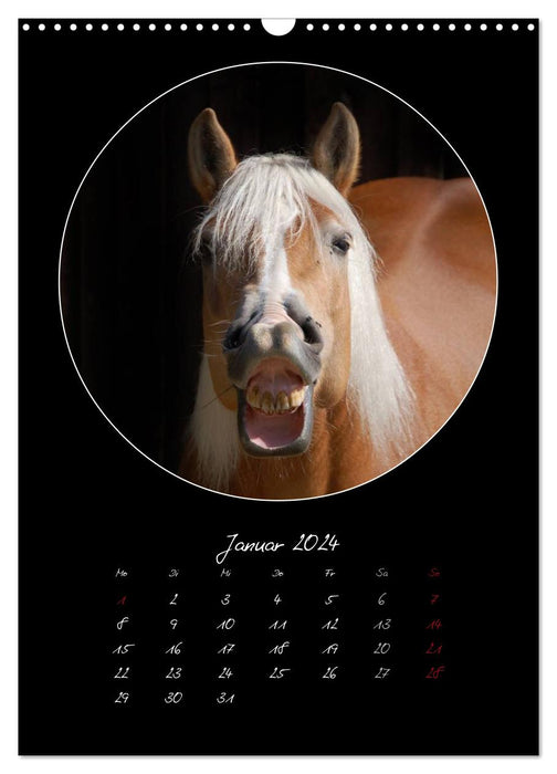 Crazy horses (CALVENDO Wandkalender 2024)