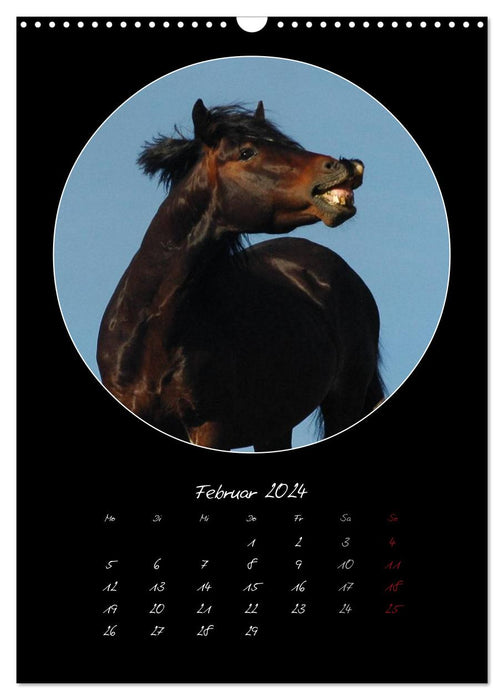 Crazy horses (CALVENDO wall calendar 2024) 