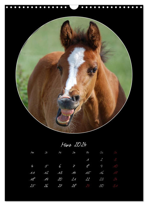 Crazy horses (CALVENDO wall calendar 2024) 