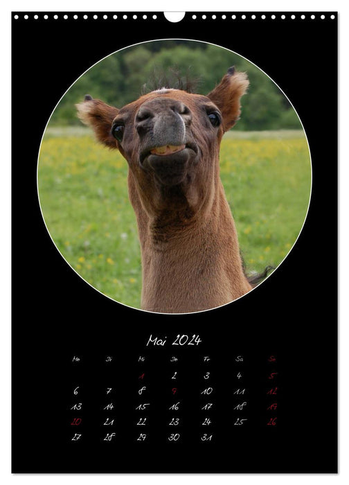Crazy horses (CALVENDO wall calendar 2024) 