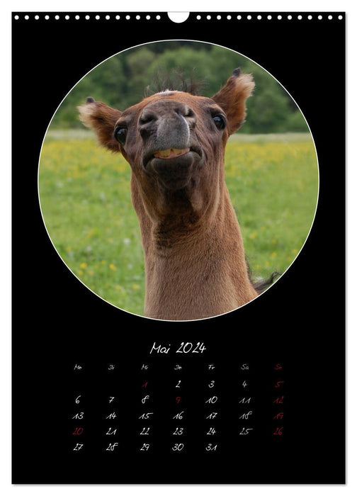 Chevaux fous (Calendrier mural CALVENDO 2024) 