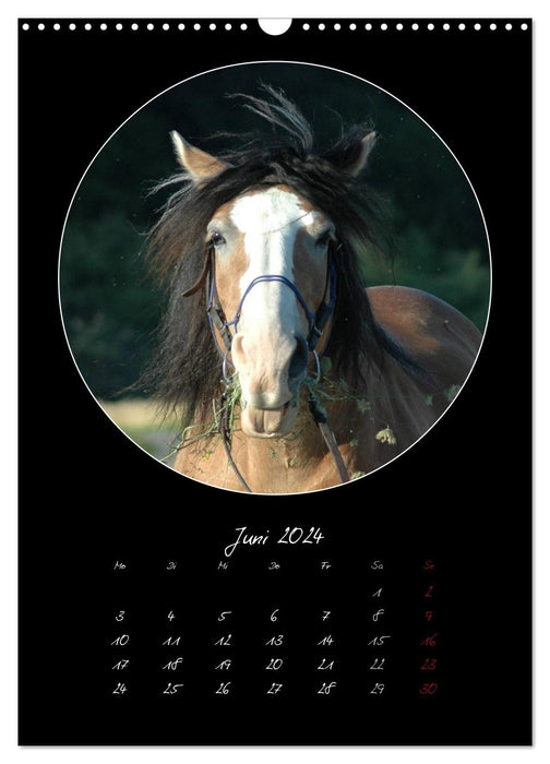 Crazy horses (CALVENDO wall calendar 2024) 