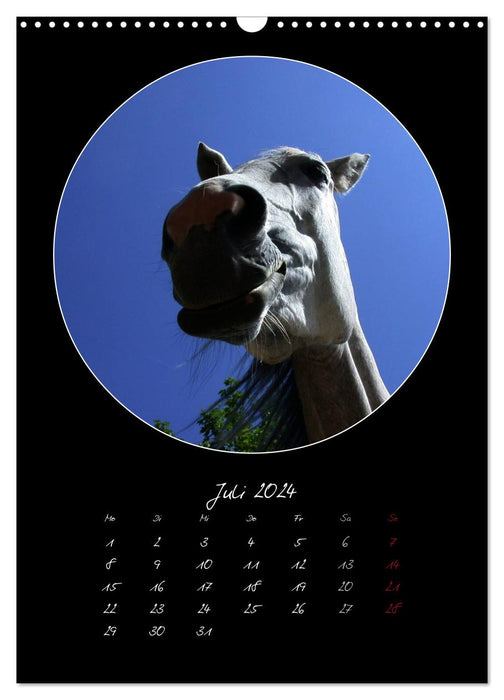 Chevaux fous (Calendrier mural CALVENDO 2024) 