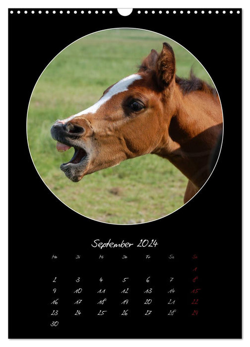 Crazy horses (CALVENDO Wandkalender 2024)