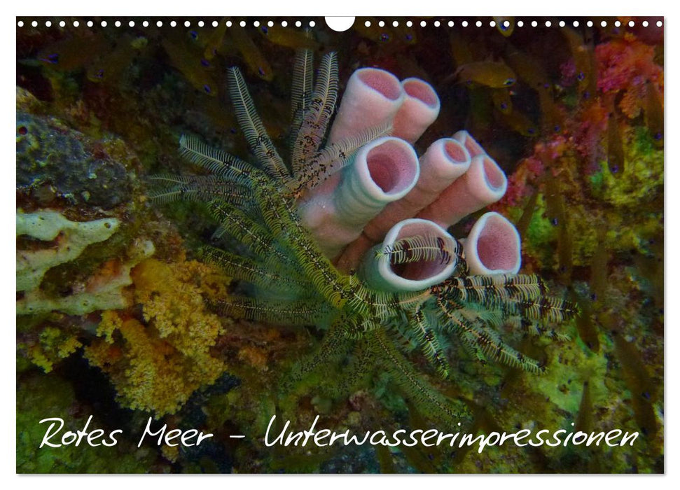 Red Sea - underwater impressions (CALVENDO wall calendar 2024) 