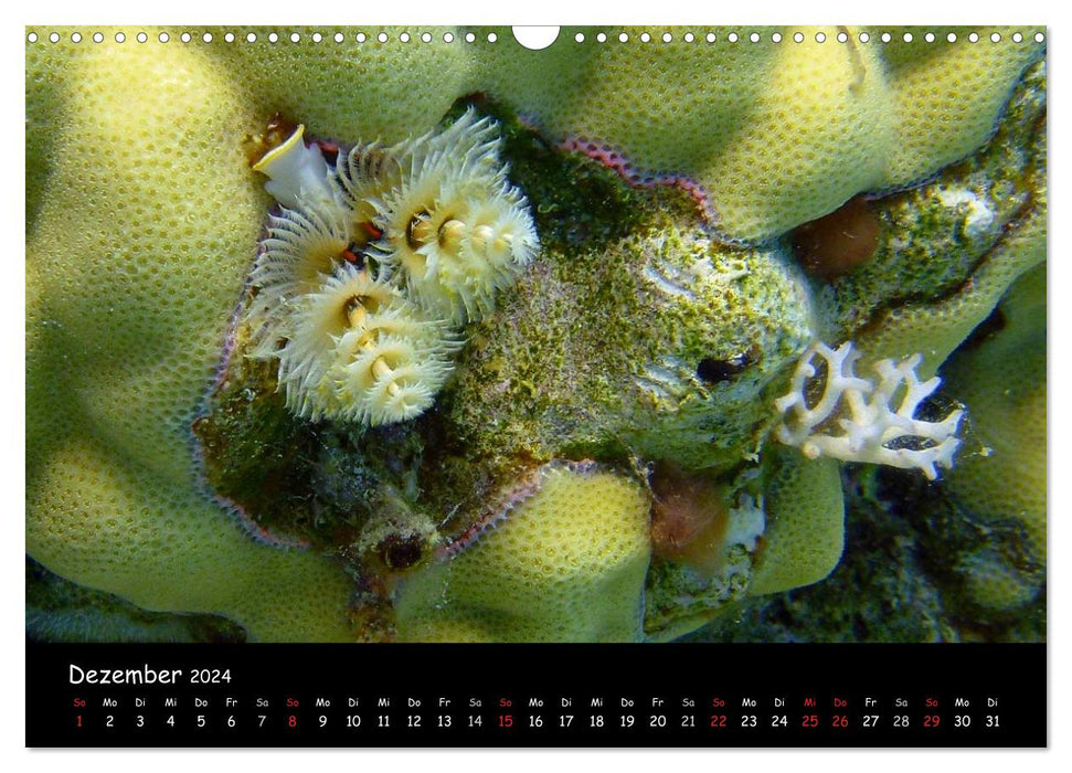 Red Sea - underwater impressions (CALVENDO wall calendar 2024) 