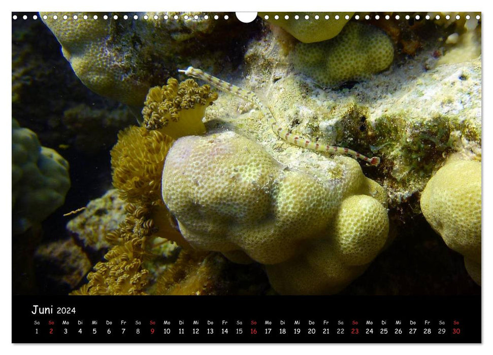 Rotes Meer - Unterwasserimpressionen (CALVENDO Wandkalender 2024)