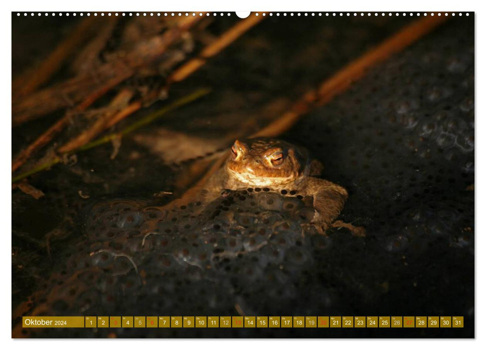 A l'étang aux grenouilles (Calendrier mural CALVENDO Premium 2024) 