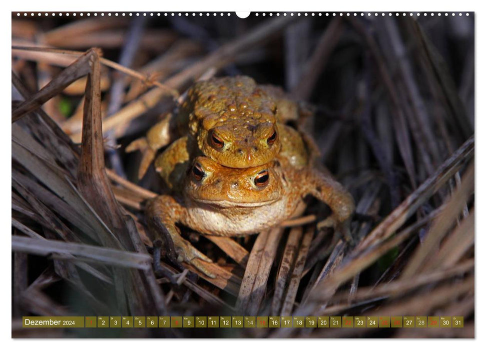 A l'étang aux grenouilles (Calendrier mural CALVENDO Premium 2024) 