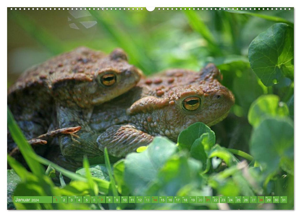 A l'étang aux grenouilles (Calendrier mural CALVENDO Premium 2024) 