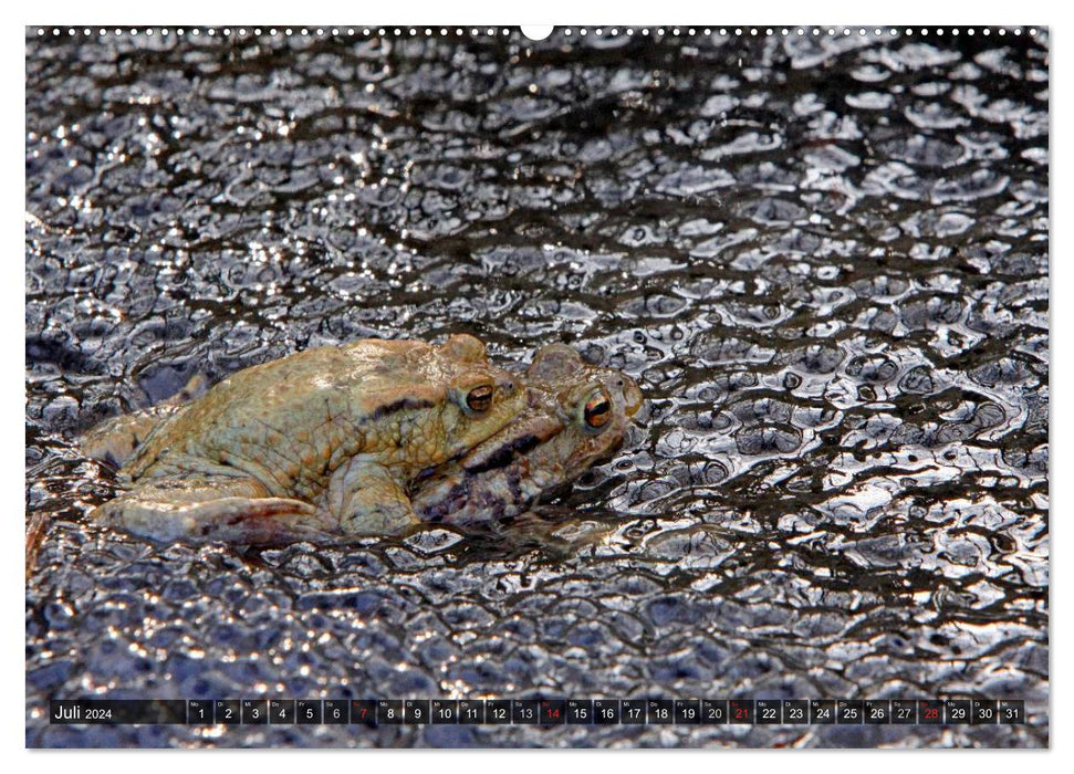 At the frog pond (CALVENDO Premium wall calendar 2024) 