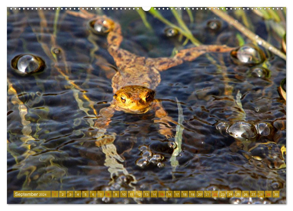 A l'étang aux grenouilles (Calendrier mural CALVENDO Premium 2024) 