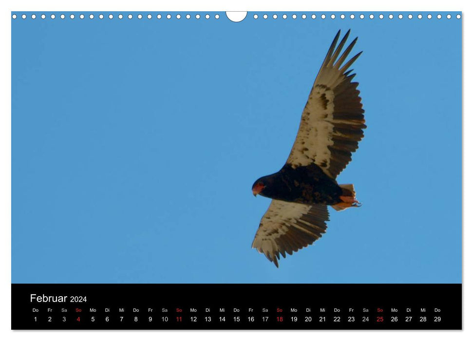 Krüger Nationalpark - Kalender 2024 (CALVENDO Wandkalender 2024)