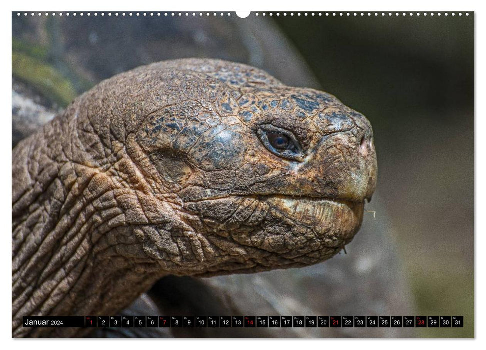Galapagos (CALVENDO Premium Wandkalender 2024)