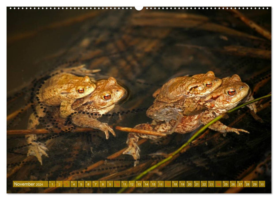 Am Froschteich (CALVENDO Wandkalender 2024)