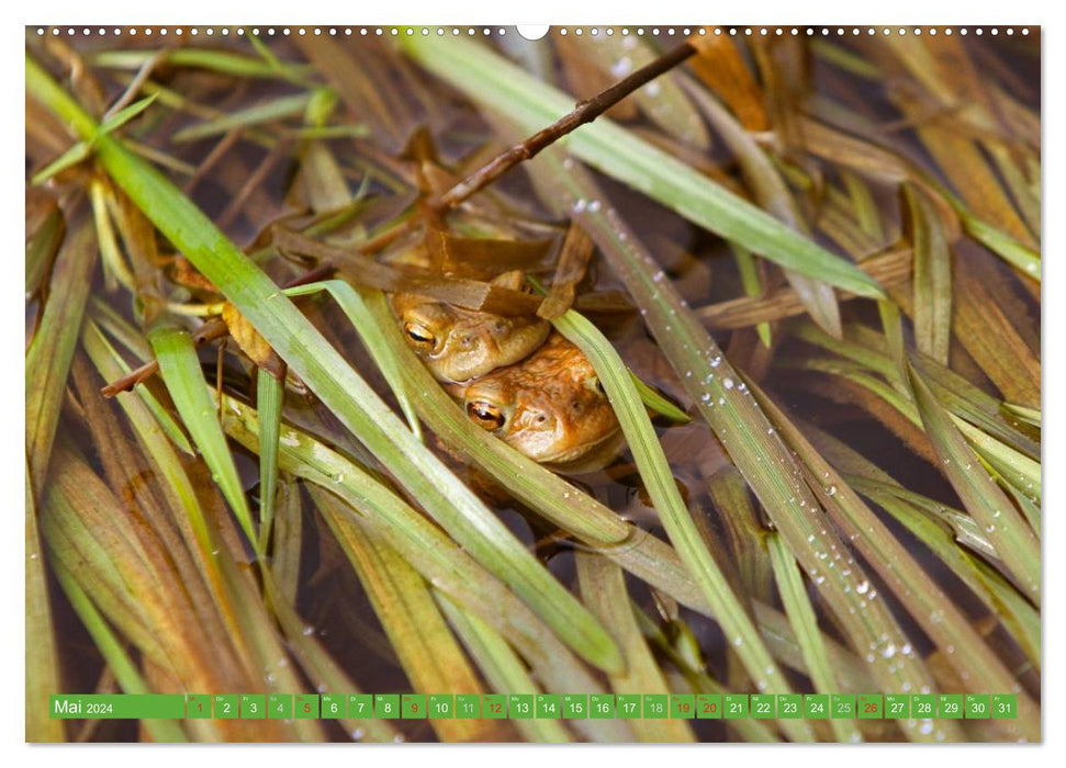 Am Froschteich (CALVENDO Wandkalender 2024)